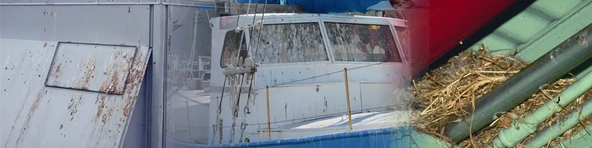 Examples of bird damage and nesting on structures